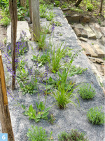 Kohl  ensaurer Kalk als Mulch für Stauden mit hoher pH-Toleranz