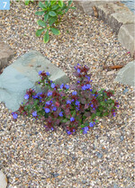 Perlkies 2/8 als pH-neutraler mineralischer Mulch