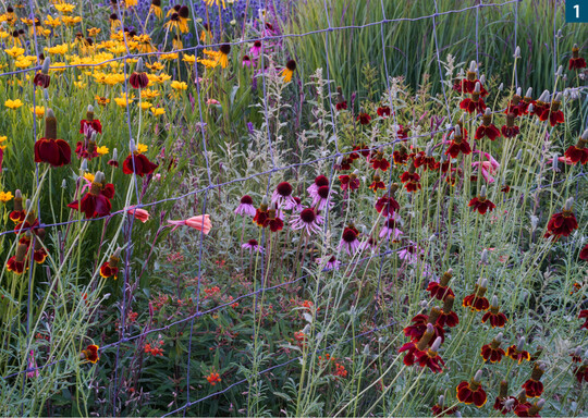 Ratibida columnifera Red Midget mit Echinacea angustifolia, im Hintergrund ist Coreopsis palmata.