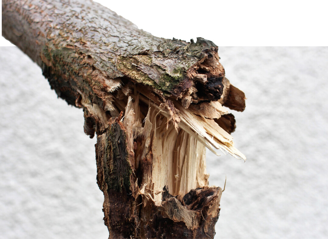 Kambiumschaden mit spterem Bruch an Robinie