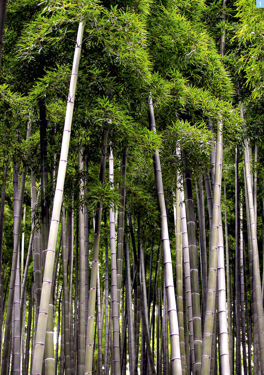 Bambus bildet in seiner Heimat im stlichen Zentral-China und Taiwan dichte Wlder mit einem ganz eigenen sthetischen Reiz. Das Sgras Phyllostachys edulis bildet viele Auslufer.