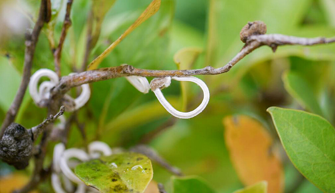 Die in Deutschland noch nicht aufgetretene Japanische Schnur-Schildlaus (Takahashia japonica) bildet auffällige 4 bis 6 cm lange, ringförmige Eisäcke aus mit bis zu 4.000 Eiern.
