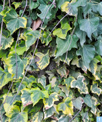 1) Zahlreichen Sorten ermöglichen Variationen bei Blattform und -färbung.