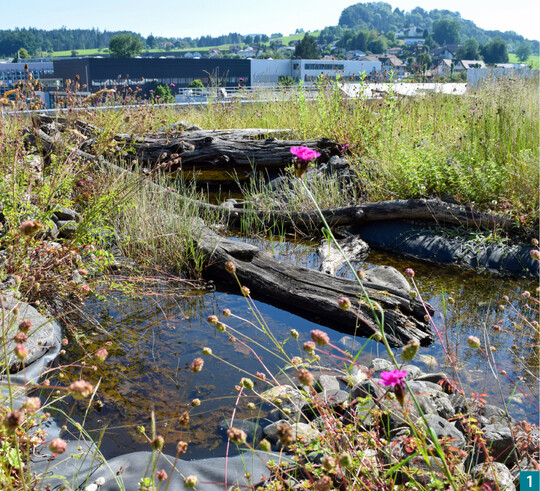 Nach Regenfllen Wasserlachen, Totholz und heimische Flora  ein Biodiversittsgrndach frdert die Vielfalt.