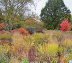 Die Weihenstephaner Staudenwiese im Oktober 2020. Die prägenden Gehölze geben der Fläche Halt und Struktur.