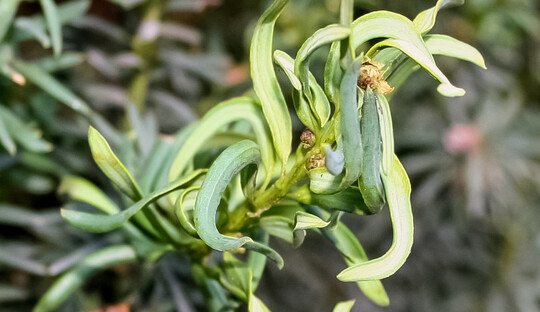 Nadel- und Triebdeformationen durch die Eibenknospengallmilbe