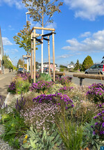 Mischung Bernburger Blütenschleier, die blau blühende Aster istAster novae-angliae Purple Dome (gepflanzt im Markt Großostheim).