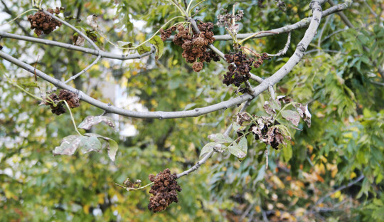 Eschenklunker hneln kleinen braunen Blumenkohlrschen.