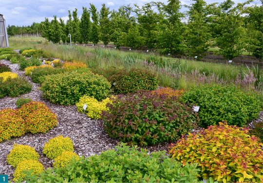 Blick ber das Prfsortiment von Spiraea L. Ende Mai 2022 in Ellerhoop