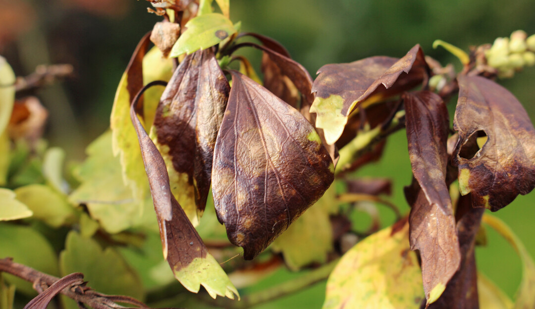 Blattfleckung durch Pseudonectria an Pachysandra