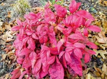 Nandina Domestica FIRE POWER 