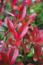 Devil"s Dream® setzt im Heckenmarkt neue Maßstäbe