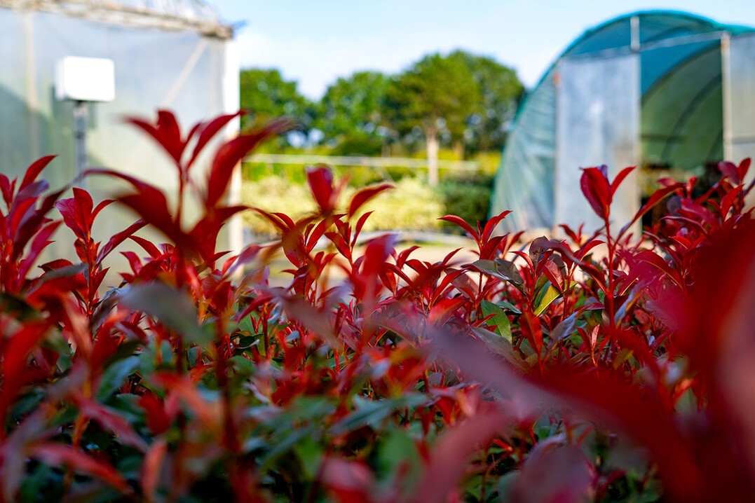 Devil"s Dream� begeistert mit leuchtend rotem Austrieb