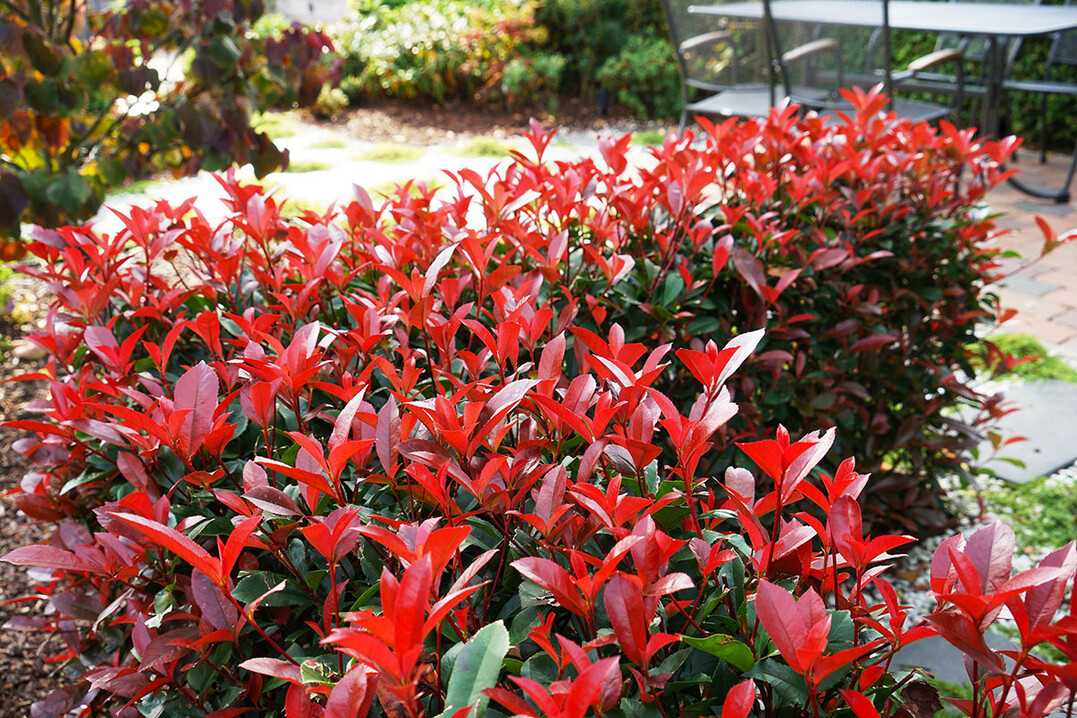 Stark nachgefragt - Devil"s Dream�