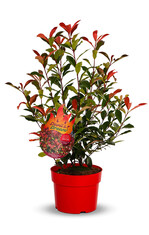 Devil"s Dream® punktet mit sichtbar dichterer Verzweigung