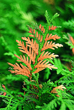 Abgestorbene Seitentriebe an Thuja nach Rindenlausbesatz