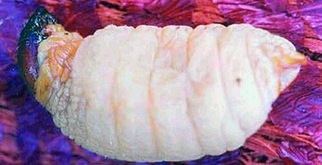 Der Palmenschdling Rhynchophorus ferruginensis
