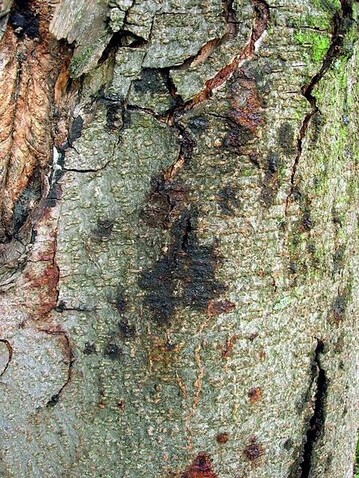 Ein Krankheitsbefall ist unter anderem an fleckenfrmigen blutende Stellen am Hauptstamm und/oder an einzelnen sten erkennbar