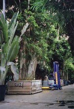 Nur ganz wenige Betriebe handeln mit solchen Riesenexemplaren