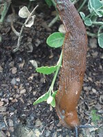 Rote Wegschnecke an Euonymus
