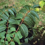 Die Verwandschaft zu Philadelphus und Kolwitzia ist offensichtlich: Triebe von Heptacodium