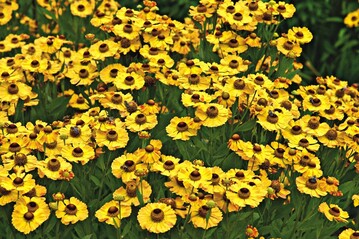 ‘Goldrausch’