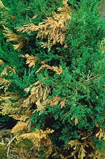 Schadbild an Juniperus