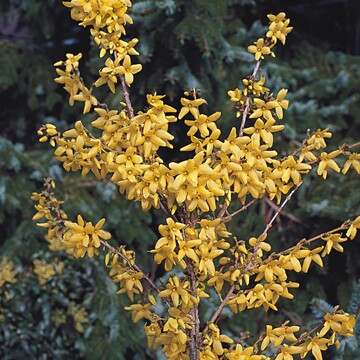 Forsythia x intermedia ‘Week End’ zhlt zu einer der besten Neueinfhrungen der letzten Jahre