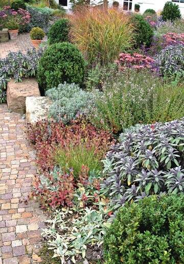 Mediterrane Kruter und Buchs formen den Herbstaspekt