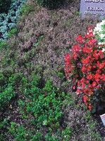 Mit Buchsbaum-Pilz befallenes Grab im Ruhrgebiet Bild: Jam