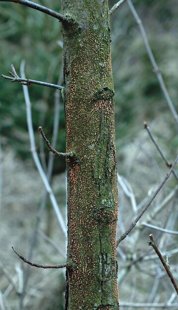 Der Rotpustelpilz (Nectria cinnabarina) an Ahorn