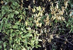 Welkensymptome durch Verticillium-Befall an Elaeagnus