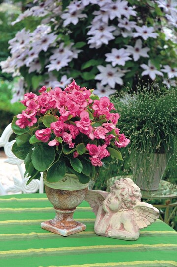 Begonia ‘Gum Drops’ mit gefllten Blten
