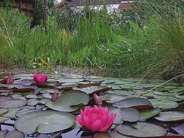 In der langsam durchstrmten Regenerationszone dieses Schwimmteichs gedeihen auch nhrstoffbedrftige Arten sehr ppig