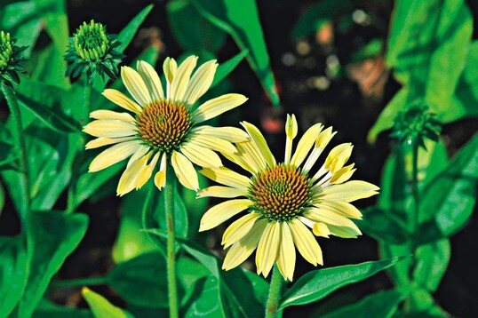 Echinacea purpurea ‘Sunrise’ in Gelb. Ausdauernd und winterhart