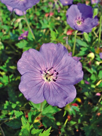 Geranium  pratense ‘Rozanne’. Eine Pflanze aus dem Sortiment „Gartenschtze“, wie auch die nachfolgende kleine Auswahl