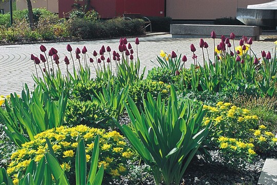 Frhlingsaspekt mit Tulipa ‘Negrita’ und Narcissus ‘Carlton’, vorne Euphorbia polychroma ‘Candy’ und Alium rosenbachianum ‘Album’