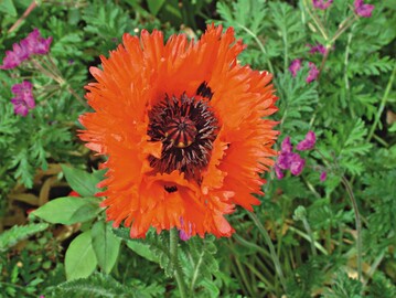 Mohn gilt als Symbolpflanze fr Schlaf und Tod