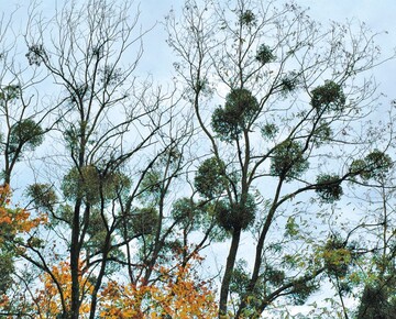 Auch ein Gewinner des Klimawandels: wrmeliebende Mistel