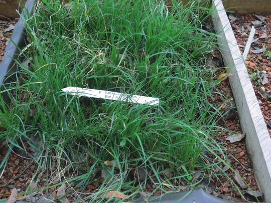 Carex remota