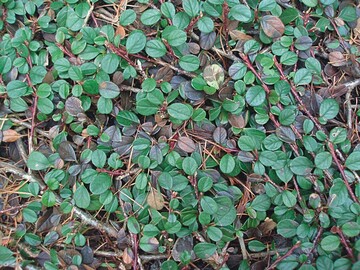 Auswinterungsschaden an Cotoneaster