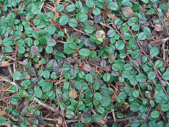 Auswinterungsschaden an Cotoneaster