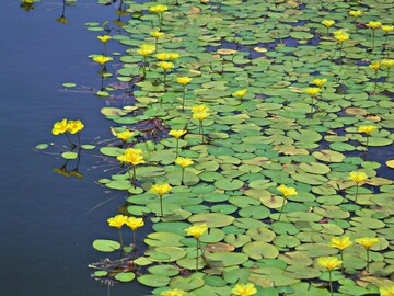 Bei Planung und Bau von Schwimmteichen ist die Badewasserqualitt von entscheidender Bedeutung  eine wichtige Rolle dabei spielt Auswahl und Verwendung der Pflanzen