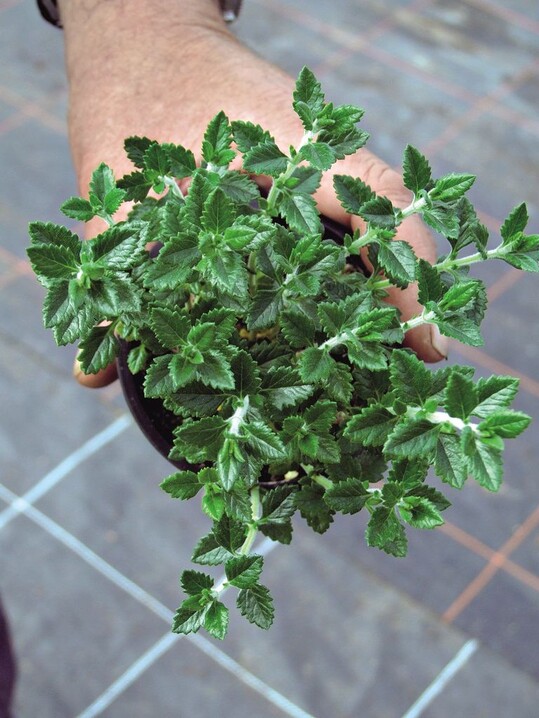Neu im Sortiment: Teucrium chamaedrys, der Edel-Gamander
