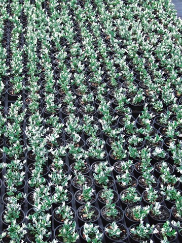 Euonymus ’Harlekin’  die hellen Spitzen vergrnen im Alter leicht