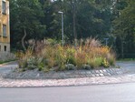 Verkehrsinsel in Apolda – warme Farben geben der Pflanzung im Herbst einen besonderen Reiz