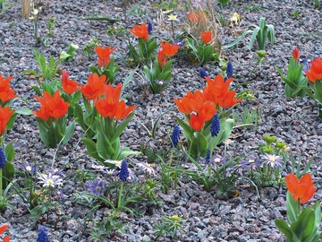 Im April begren Tulipa praestans Fusilier, Anemone blanda und Muscari botryoides den Frhling