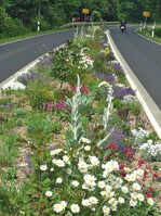 Die Veitshöchheimer-SilbersommerVariante auf Recycling-Schotter