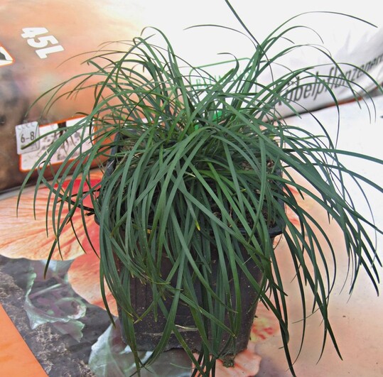 Ophiopogon chingii mit feinem Laub