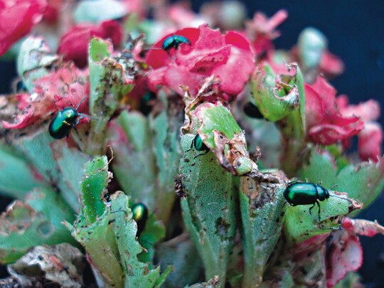Massenauftreten des Falschen Kohlerdflohs (Haltica oleracea) an Begonia semperflorens